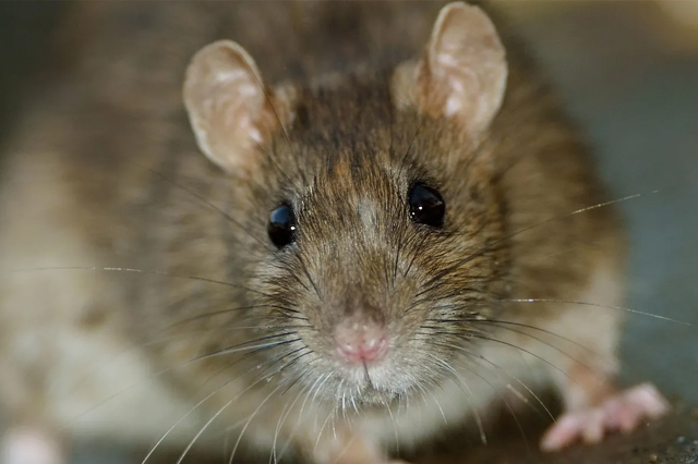 Rat Control Belapur